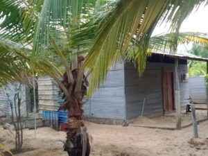 Land Sale Palamunai - 150X49 அடி வளவு விற்பனைக்கு - பாலமுனை காத்தான்குடி - Kattankudy Ads (KKY ADS)