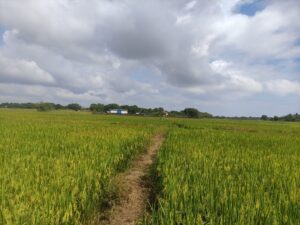 Vayal Land Sale Vaakarai - 5 ஏக்கர்  வயல் காணி விற்பனைக்கு - காரமுனை வாகரை - Kattankudy Ads (KKY ADS)