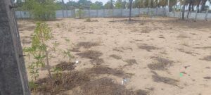Land Sale Palamunai - 16.5 பேர்சஸ் காணி விற்பனைக்கு - பாலமுனை ஆரையம்பதி - Kattankudy Ads (KKY ADS)