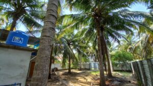 Land Sale Palamunai Kattankudy - 56X66 அடி காணி விற்பனைக்கு - பிரதான வீதி பாலமுனை காத்தான்குடி - Kattankudy Ads (KKY ADS)