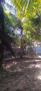 Land Sale Palamunai Kattankudy - 76X45 அடி காணி விற்பனைக்கு - பாலமுனை காத்தான்குடி - Kattankudy Ads (KKY ADS)