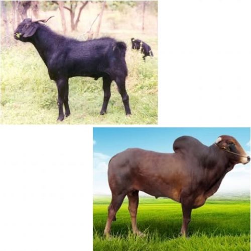 AKEEKA.jpg
