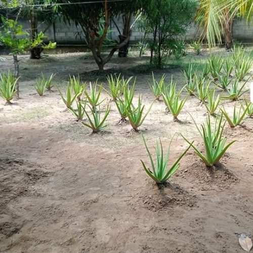 ALOE-5341-1