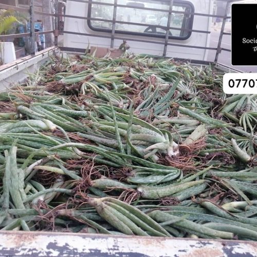 ALOE-5341-3