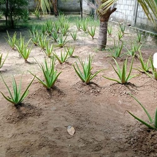 ALOE-5341-5