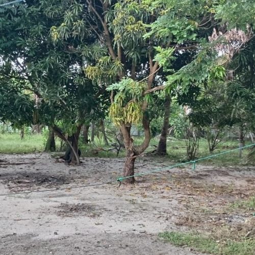 LAND-SALE-ARAYAMPATHY-5939-9