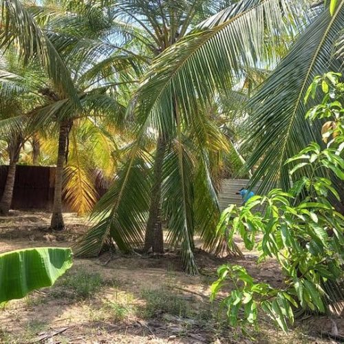 LAND-SALE-KARBALA-5838-12