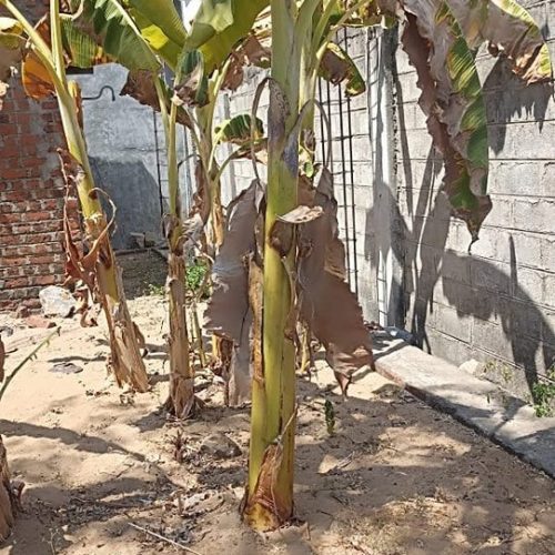 LAND-SALE-KATTANKUDY-5096-3
