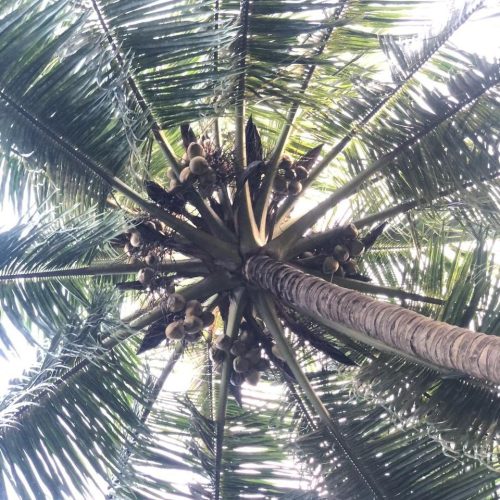 LAND-SALE-KATTANKUDY-5831-5