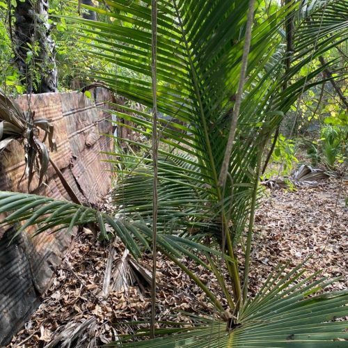 LAND-SALE-KATTANKUDY-5955-3