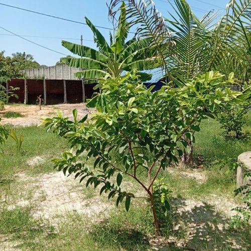 Land Sale Kattankudy - 60X38 அடி காணி விற்பனைக்கு - மஞ்சன்தொடுவாய் காத்தான்குடி - Kattankudy Ads (KKY ADS)