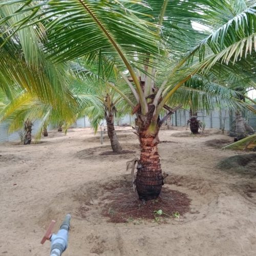 Land Sale Palamunai - 150X49 அடி வளவு விற்பனைக்கு - பாலமுனை காத்தான்குடி - Kattankudy Ads (KKY ADS)