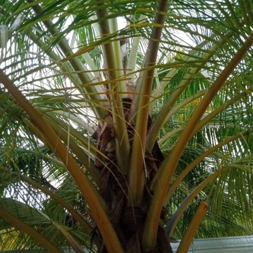 Land Sale Palamunai - 150X49 அடி வளவு விற்பனைக்கு - பாலமுனை காத்தான்குடி - Kattankudy Ads (KKY ADS)