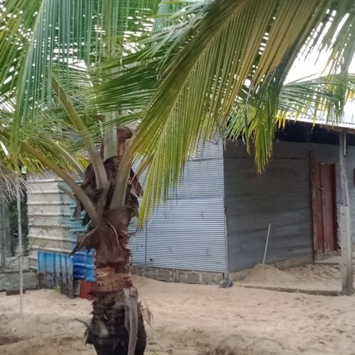 Land Sale Palamunai - 150X49 அடி வளவு விற்பனைக்கு - பாலமுனை காத்தான்குடி - Kattankudy Ads (KKY ADS)