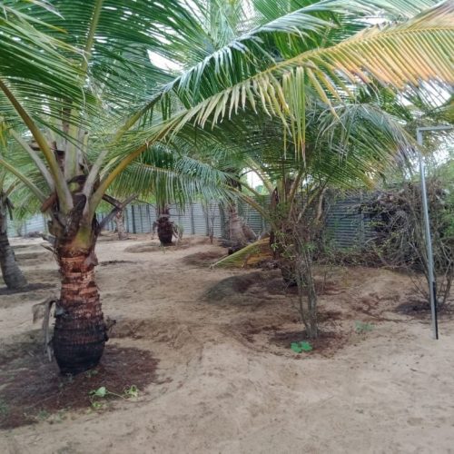 Land Sale Palamunai - 150X49 அடி வளவு விற்பனைக்கு - பாலமுனை காத்தான்குடி - Kattankudy Ads (KKY ADS)