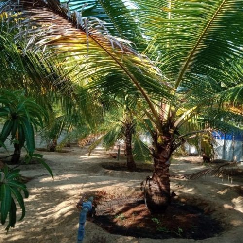 Land Sale Palamunai - 150X49 அடி வளவு விற்பனைக்கு - பாலமுனை காத்தான்குடி - Kattankudy Ads (KKY ADS)