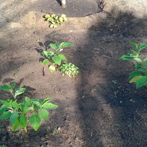 Land Sale Palamunai - 150X49 அடி வளவு விற்பனைக்கு - பாலமுனை காத்தான்குடி - Kattankudy Ads (KKY ADS)