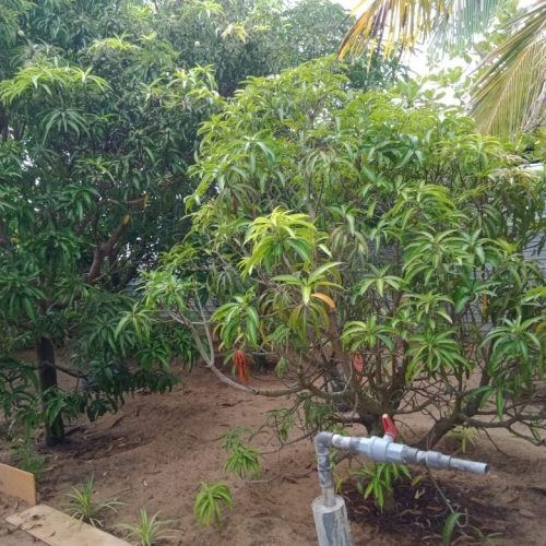 Land Sale Palamunai - 150X49 அடி வளவு விற்பனைக்கு - பாலமுனை காத்தான்குடி - Kattankudy Ads (KKY ADS)