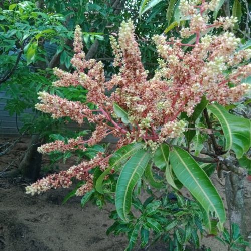 Land Sale Palamunai - 150X49 அடி வளவு விற்பனைக்கு - பாலமுனை காத்தான்குடி - Kattankudy Ads (KKY ADS)