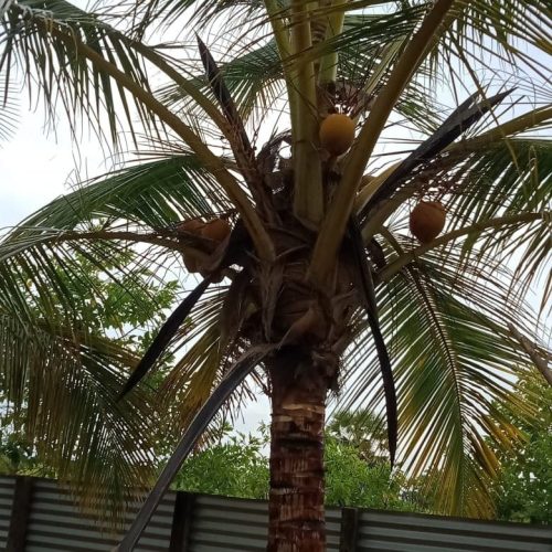 Land Sale Palamunai - 150X49 அடி வளவு விற்பனைக்கு - பாலமுனை காத்தான்குடி - Kattankudy Ads (KKY ADS)